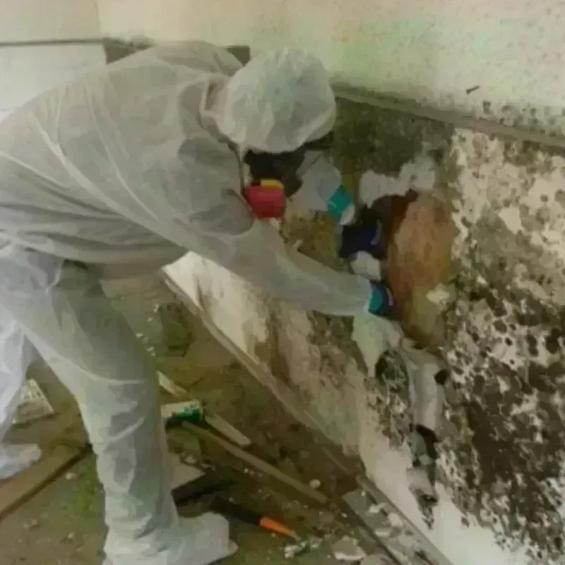 Mold Remediation and Removal in Louisville, OH